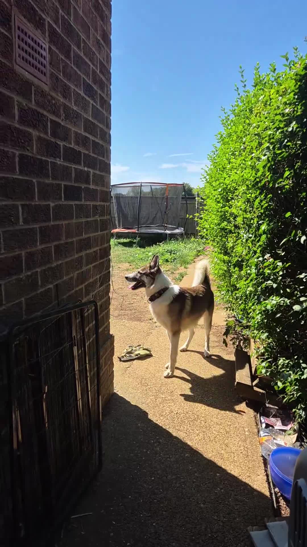 Mixed Breed dogs for sale: Beautiful Bear - please read xx - Video 2