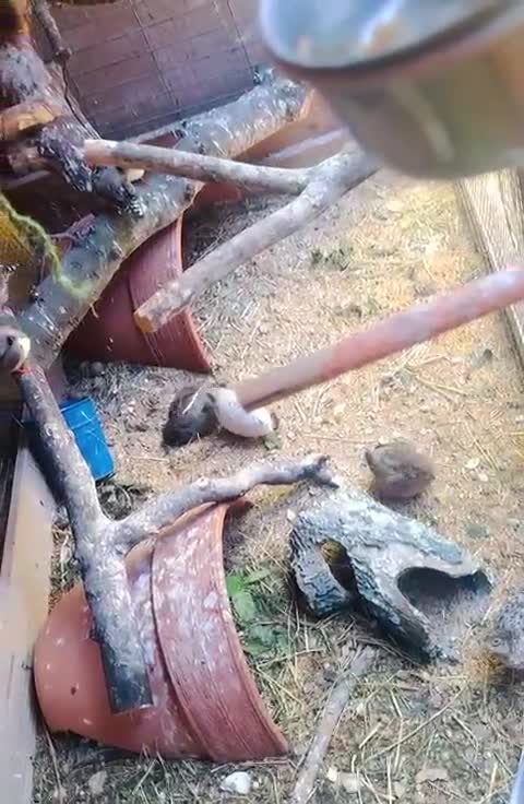 Budgerigars birds for sale: Budgie - Video 3
