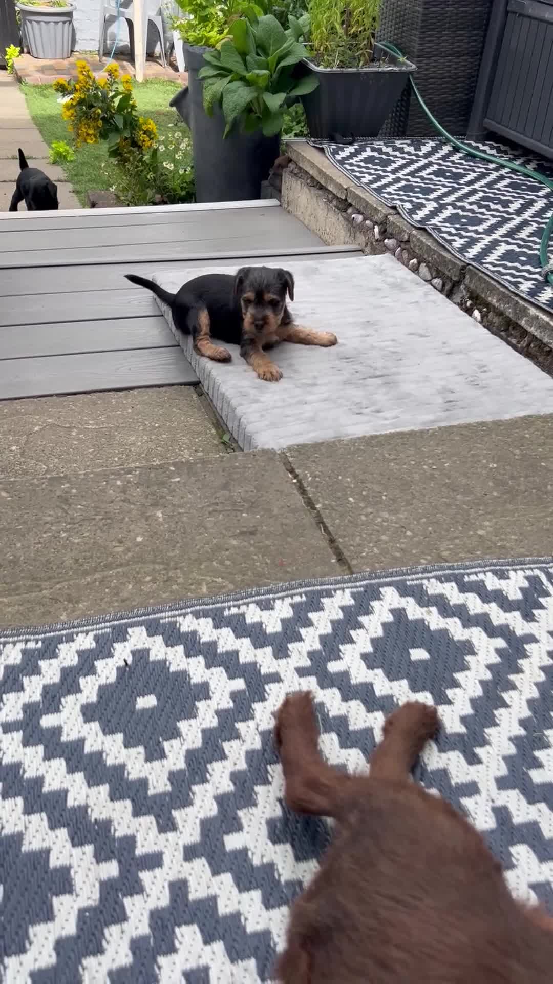 Patterdale Terrier dogs for sale: Patterdale girl in Coatbridge - Video 1