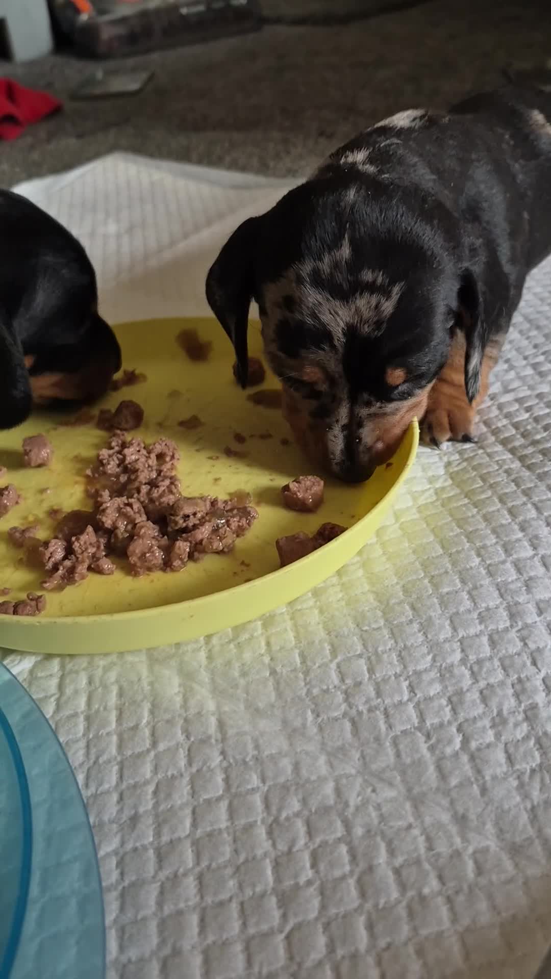 Miniature Dachshund dogs for sale: Miniature daschunds 2 girls - Video 2