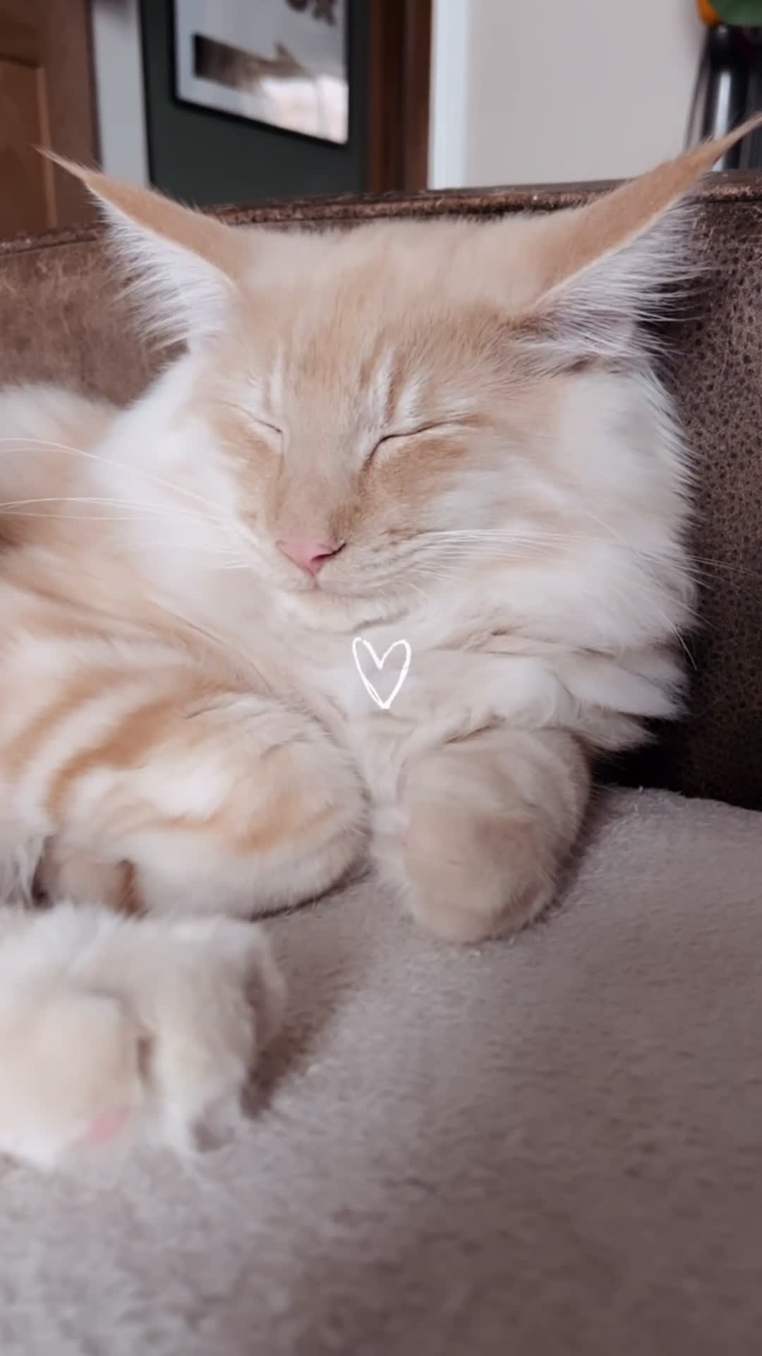 Norwegian Forest Cat cats for sale: Full FIFe pedigree Norwegian Forest Kittens  in Normanton - Video 3