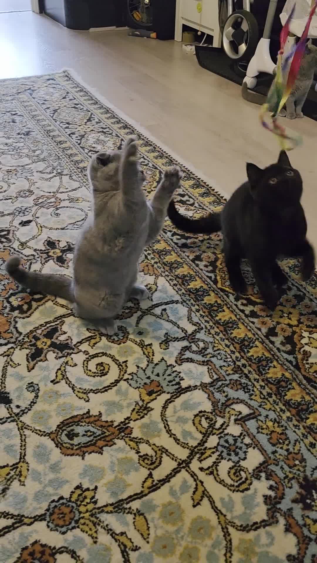 Scottish Fold cats for sale: 3 lovely kittens looking for new family  - Video 1