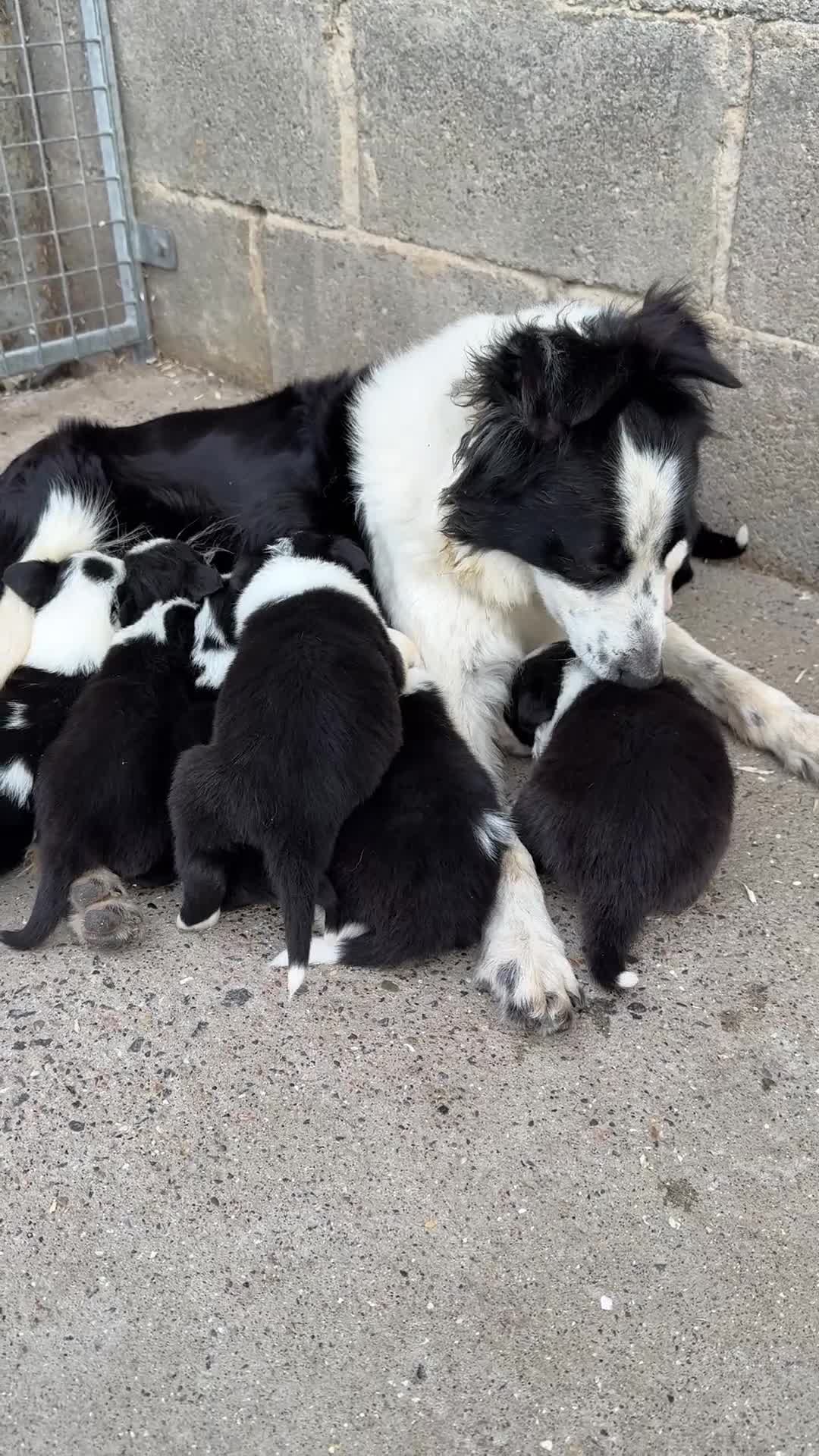 Border Collie dogs for sale: Gorgeous Border collie pups. KC registered.  - Video 3