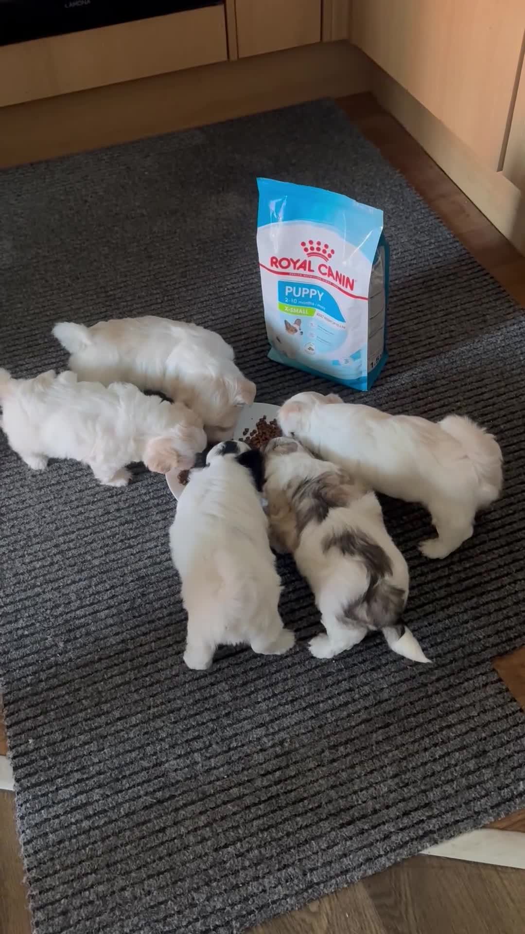 Mixed Breed dogs for sale: Bichon Frise x Bichon Boloneze - Video 1
