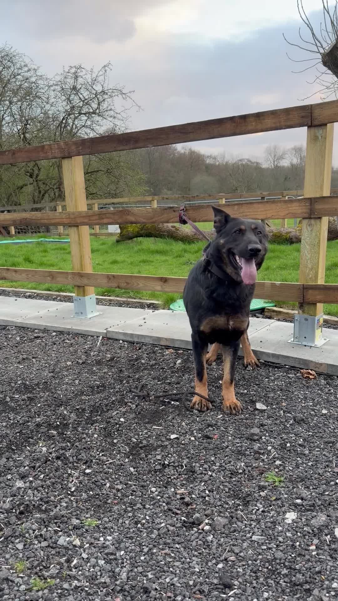 German Shepherd dogs for sale: Beautiful Black DDR LINE KC Reg German Shepherd in Ashton-under-Lyne - Video 3