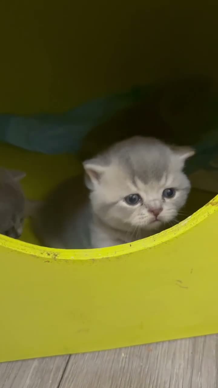 British Shorthair cats for sale: Cute British Shorthair Kittens open for reserve - Video 1