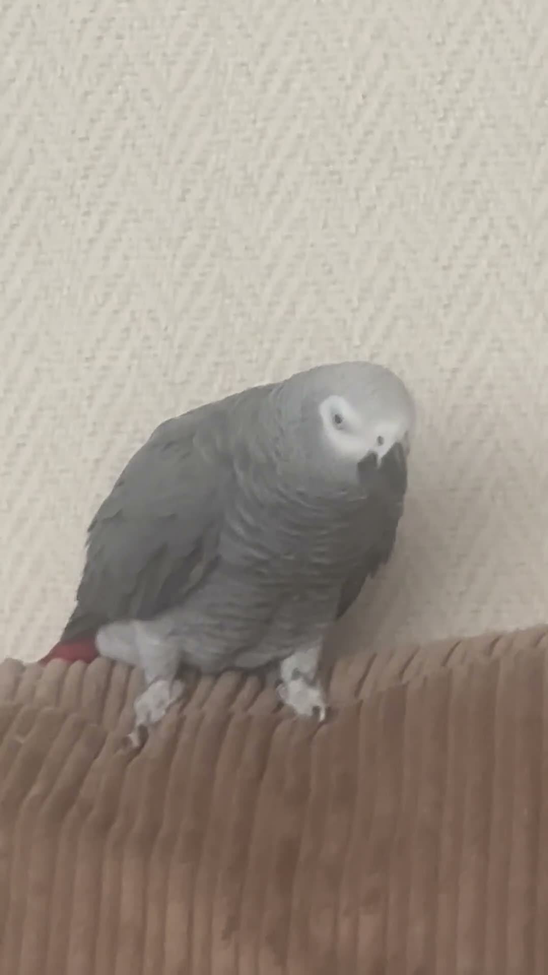 Parrots birds for sale: African Grey  - Video 1