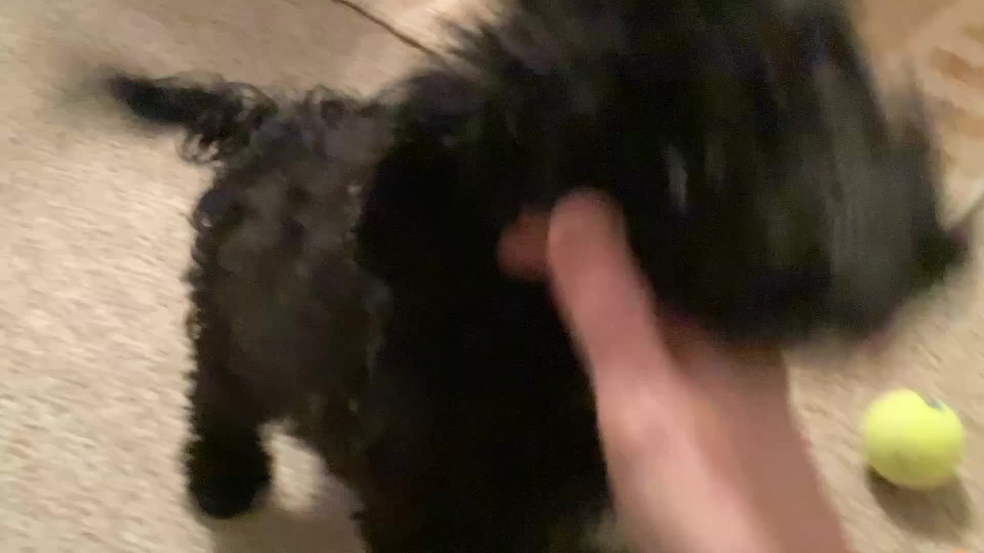 Sproodle dogs for sale: Last Gorgeous Sproodle Pup (5 🌟 Licensed Breeder) - Video 2