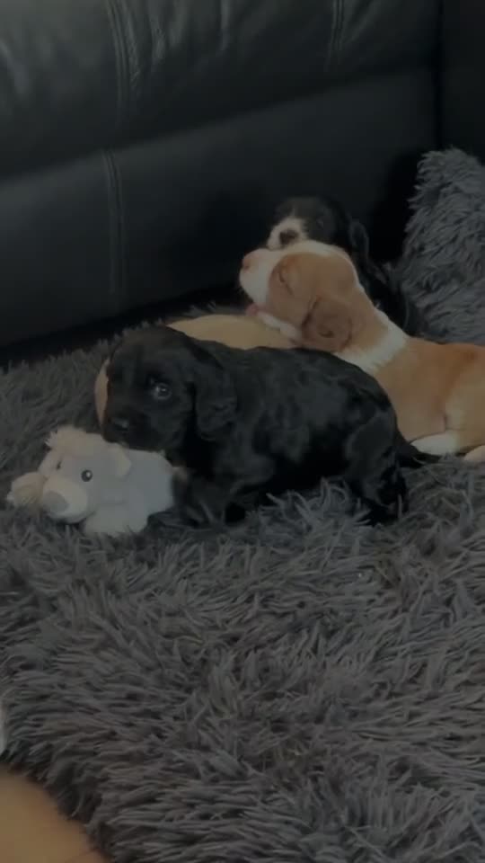 Cocker Spaniel dogs for sale: Working KC cocker spaniels  - Video 1