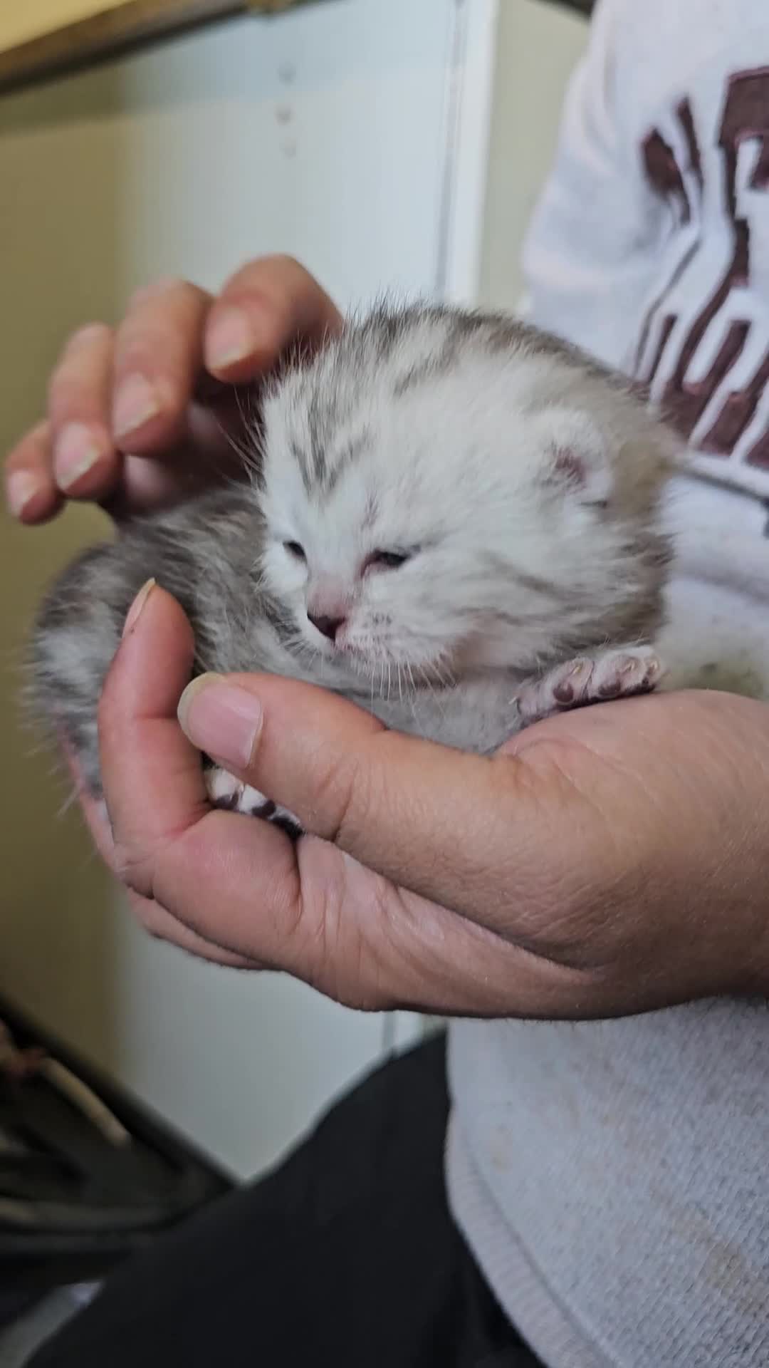 British Shorthair cats for sale: ✨️✨️Tabby British Shorthair kitten✨️✨️ - Video 2