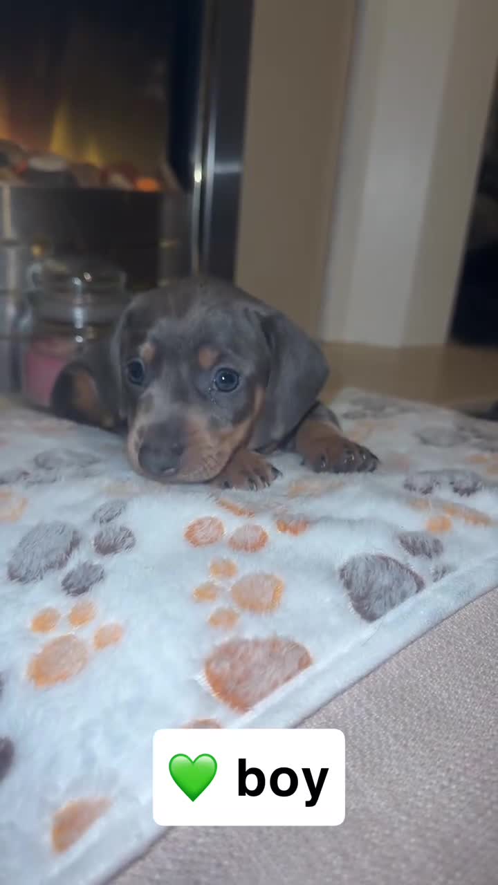 Miniature Dachshund dogs for sale: Miniature dachshund - Video 2