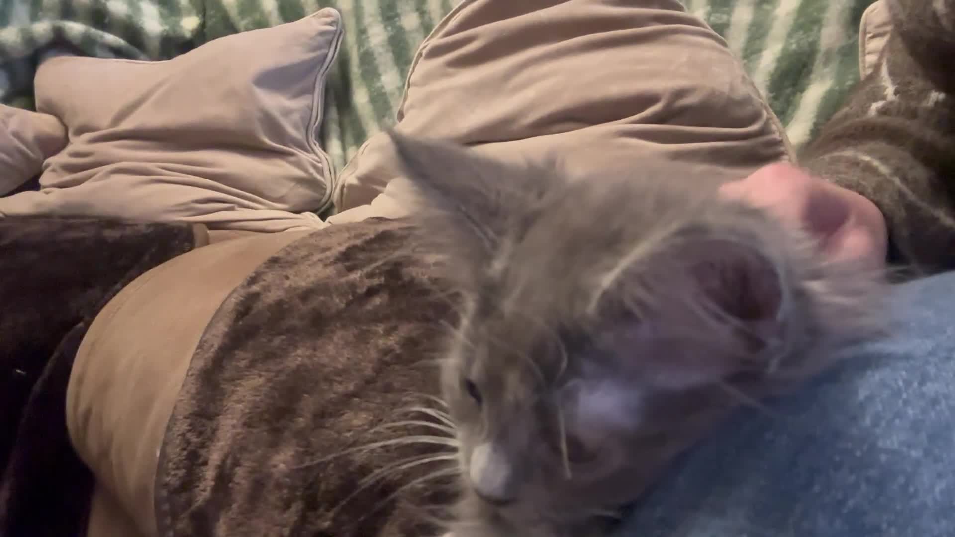 Maine Coon cats for sale: Mainecoon  - Video 1