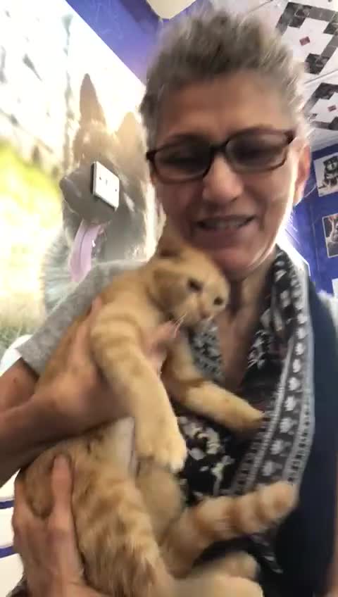 Mixed Breed cats for adoption: TIKI - RARE GINGER GIRL-FULL OF PERSONALITY & FUN  - Video 1