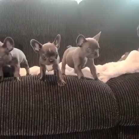 French Bulldog dogs for sale: French bulldog puppies  - Video 1