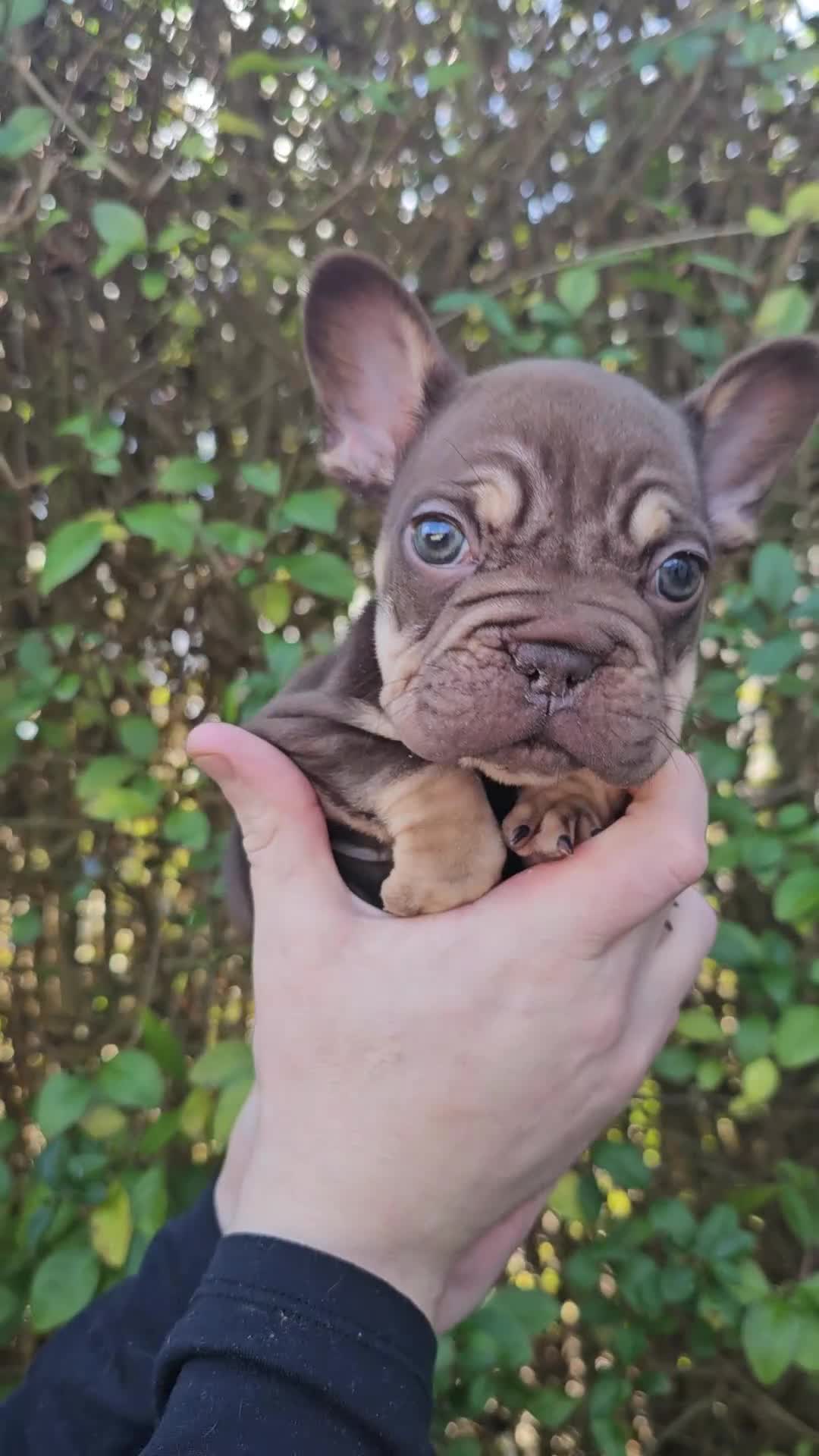 French Bulldog dogs for sale: Frency puppies - Video 2