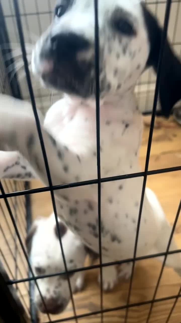 Mixed Breed dogs for sale: Beautiful pups ready to leave - Video 1