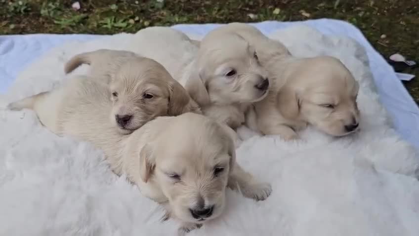 Miniature Dachshund dogs for sale: Beautiful Fluffy Dachshund Puppies – KC Registered - Video 5