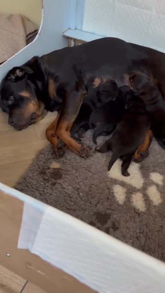 Rottweiler dogs for sale: Rottweiler Puppies  - Video 1