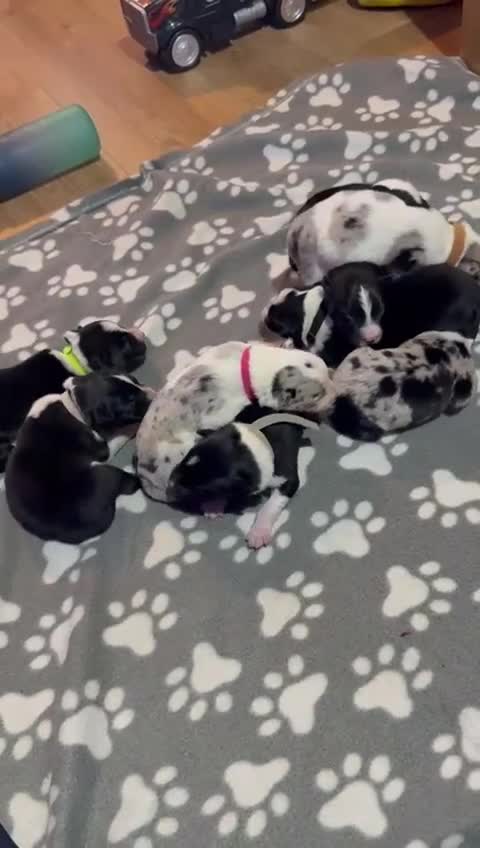 Border Collie dogs for sale: Family Raised Border Collie Pups  - Video 1