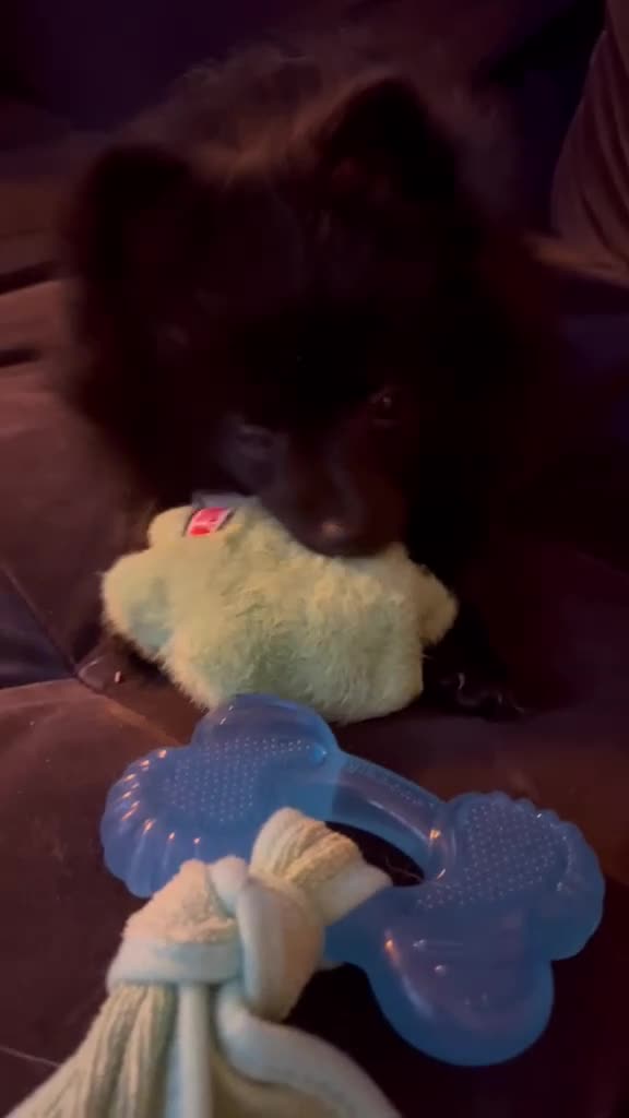 Pomeranian dogs for sale: Beautiful Black Pomeranian Girl 🩷 in Liverpool - Video 1