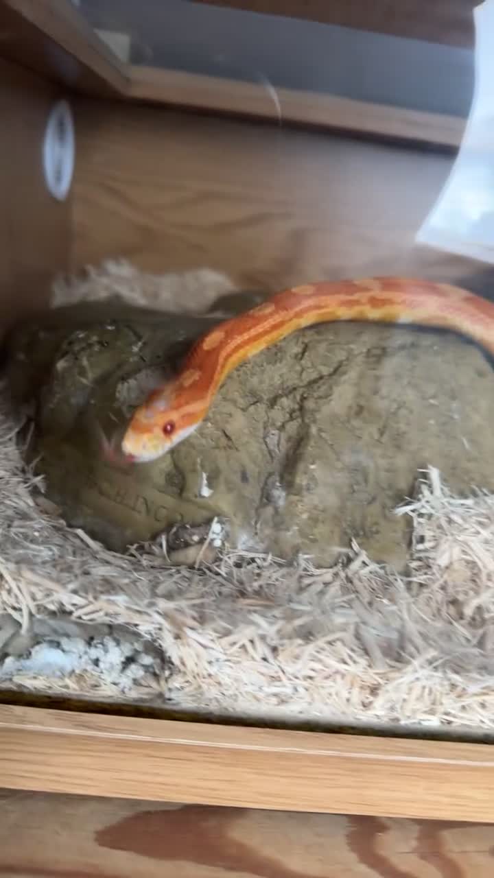 Corn Snake reptiles for sale: Corn snake  - Video 1