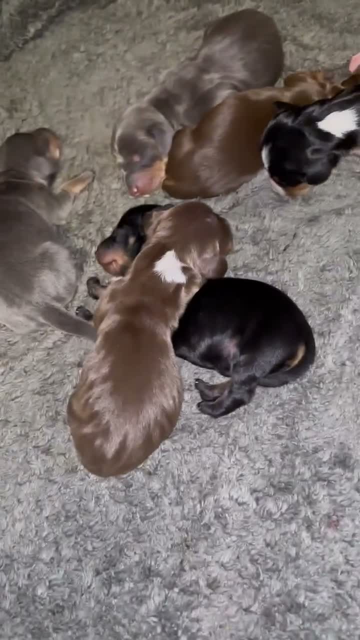 Dachshund dogs for sale: Beautiful mixed litter dachshund puppies in Pontefract - Video 1