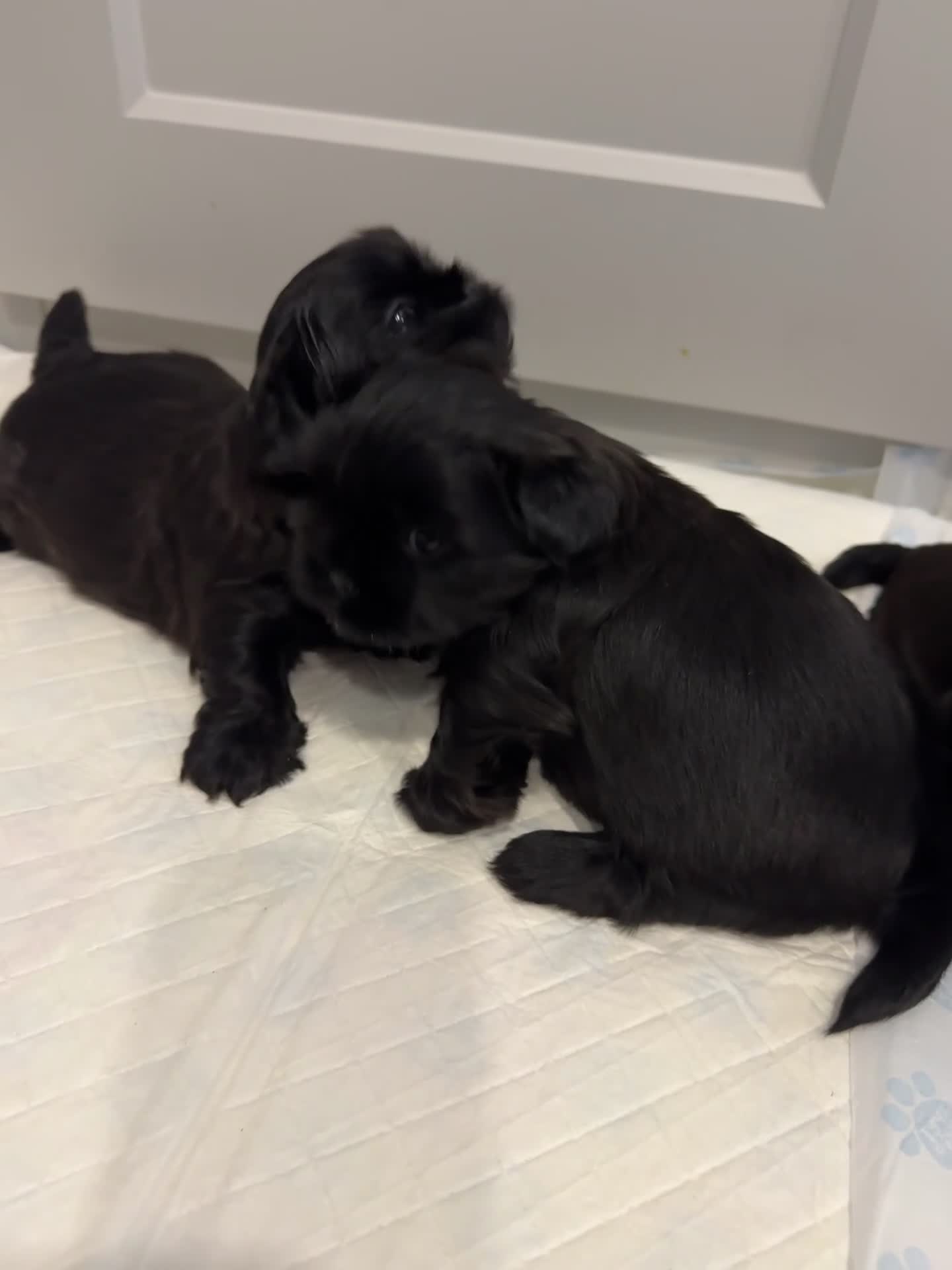 Shih Tzu dogs for sale: ✨ Exceptional Shih Tzu Puppies – Available✨ - Video 4