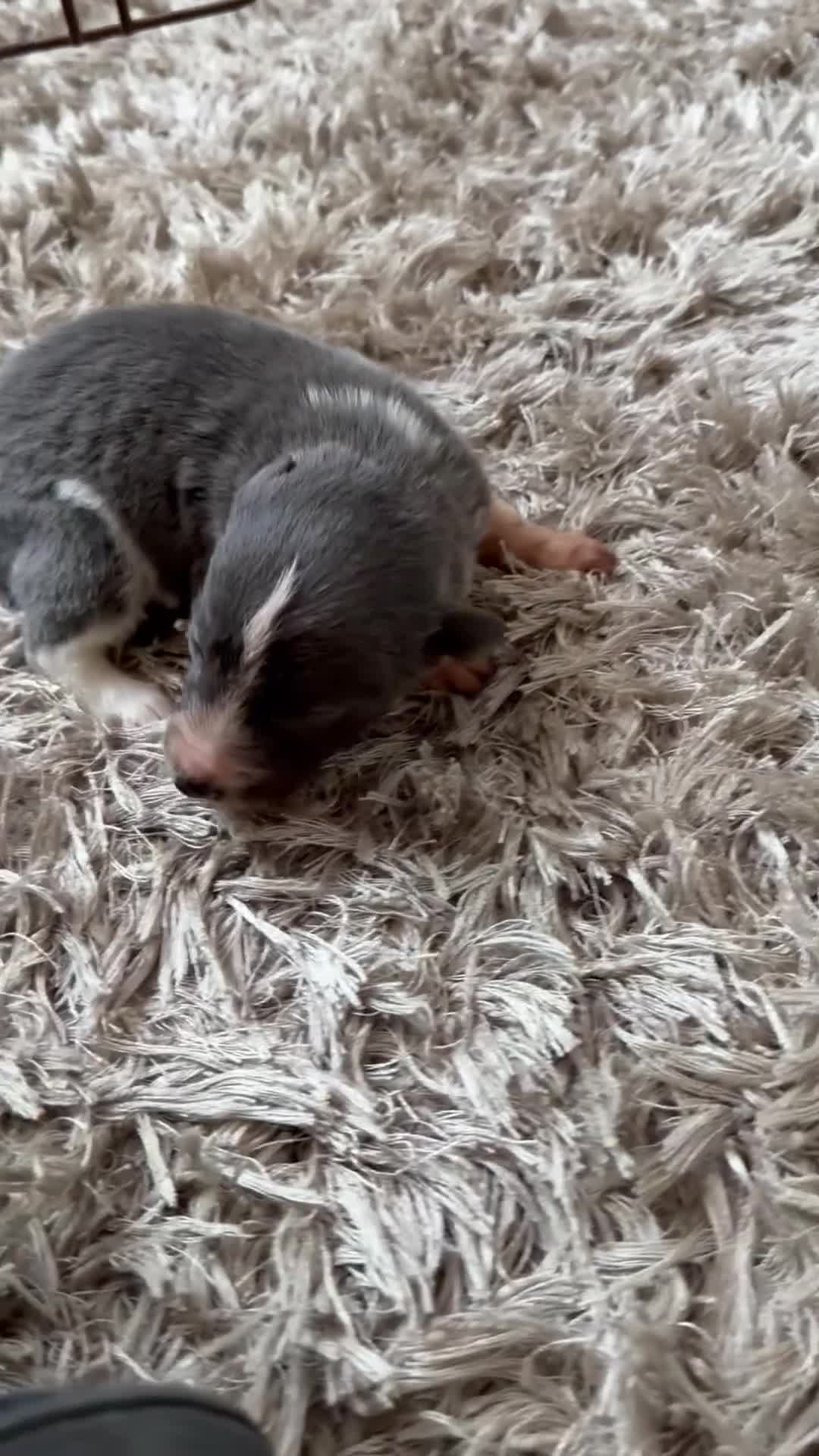 Border Collie dogs for sale: 10 amazing puppies - Video 2