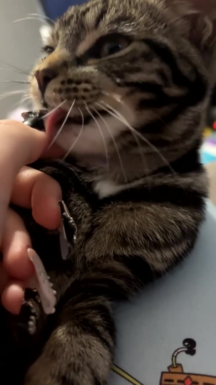 Domestic Shorthair cats for sale: Lola and nova  - Video 1