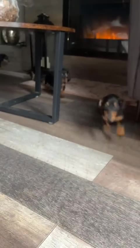 Dachshund dogs for sale: Miniature smooth haired pra clear - Video 3