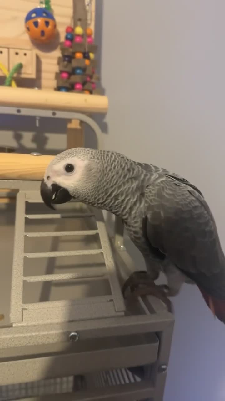 Parrots birds for sale: ECHO AFRICAN GREY PARROT  in Worthing - Video 1