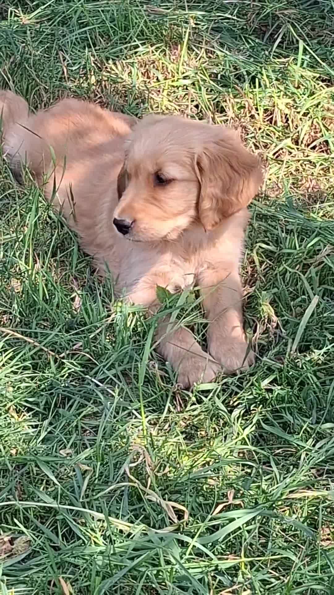 Golden Retriever dogs for sale: KC registered golden retriever pups  - Video 2
