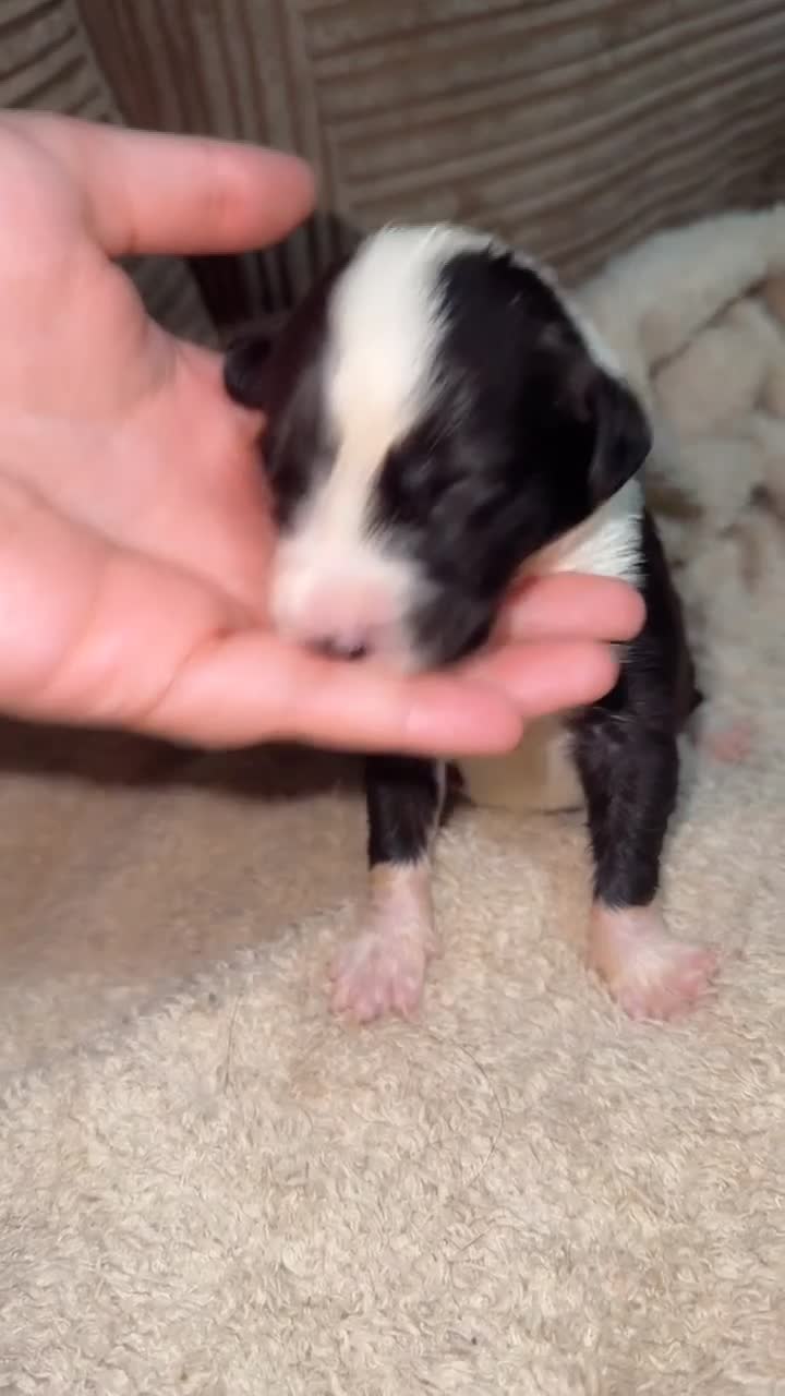 Mixed Breed dogs for sale: 🐾 3 Beautiful Show Cocker Spaniel Mix Puppies 🐾 - Video 3