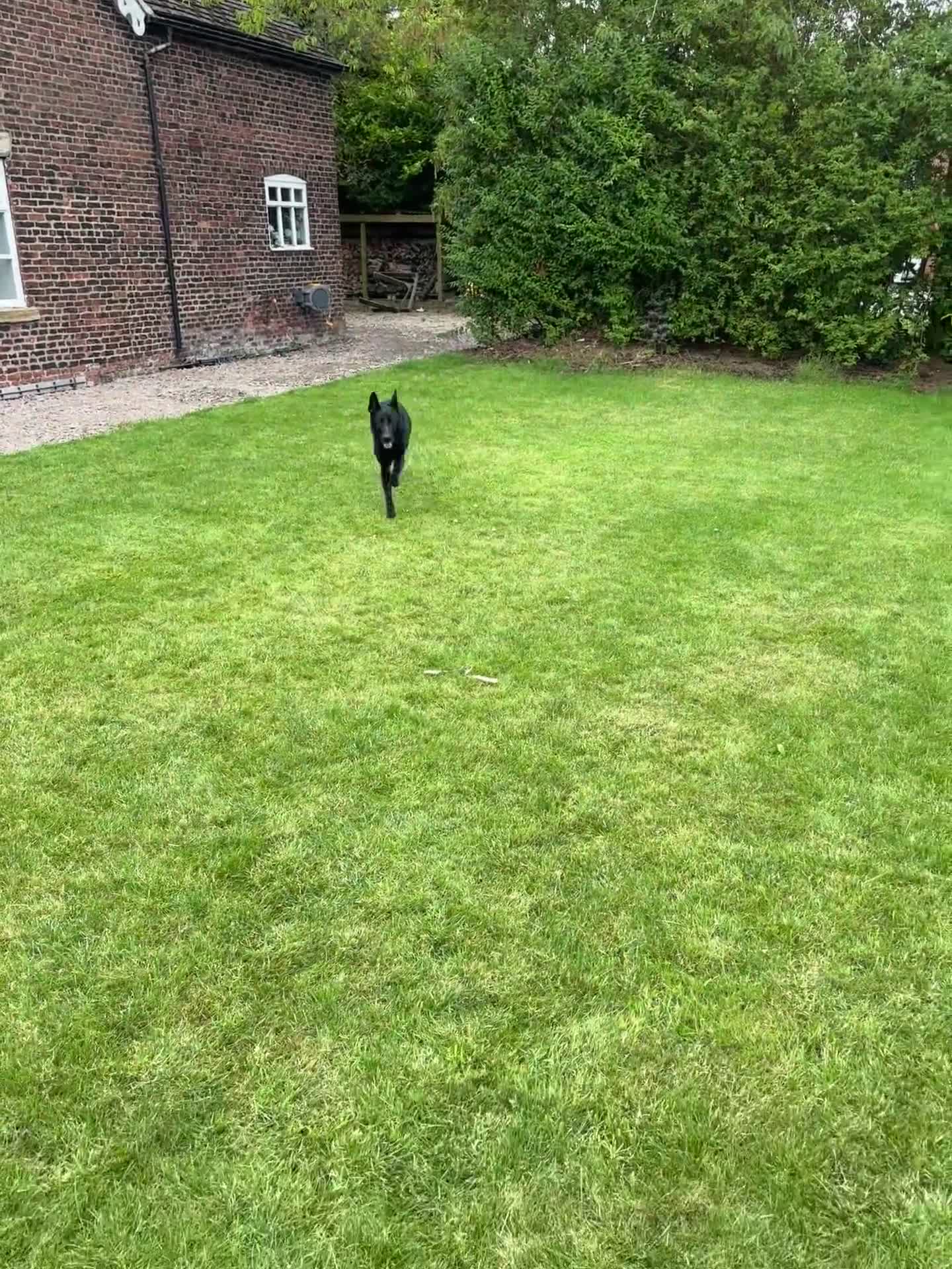 German Shepherd dogs for sale: Well trained German Shepherd - Video 1