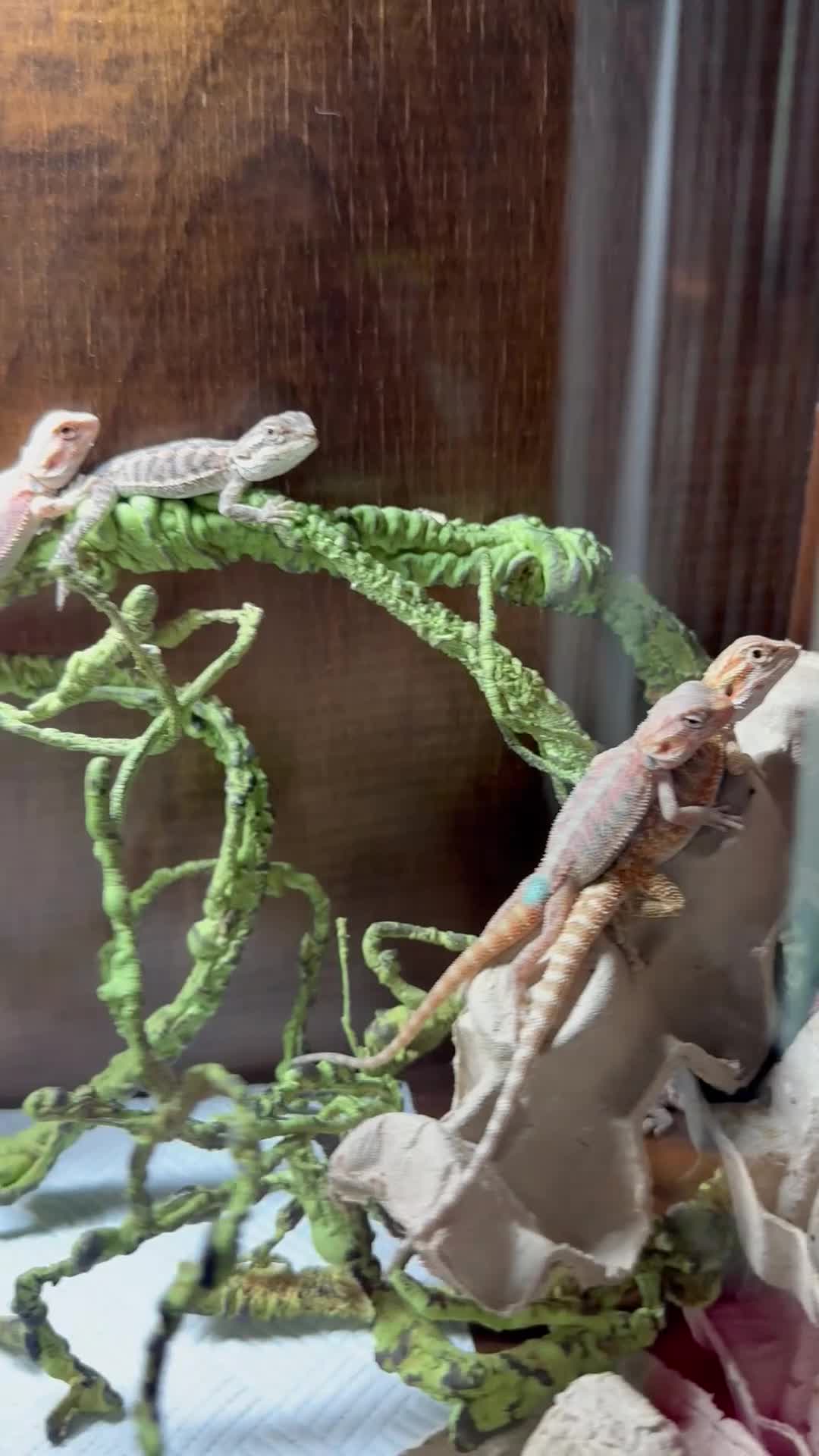 Bearded Dragon reptiles for sale: Baby dragons 1 month old  - Video 2