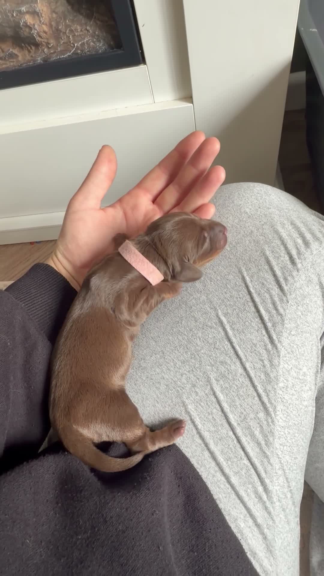 Dachshund dogs for sale: Mini dachshunds  - Video 5