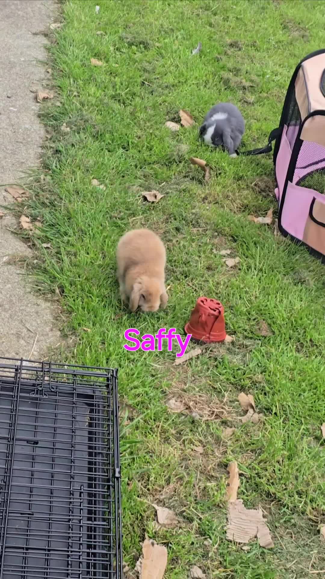 Mini Lop rabbits for sale: Beautiful mini lops x10 - Video 3