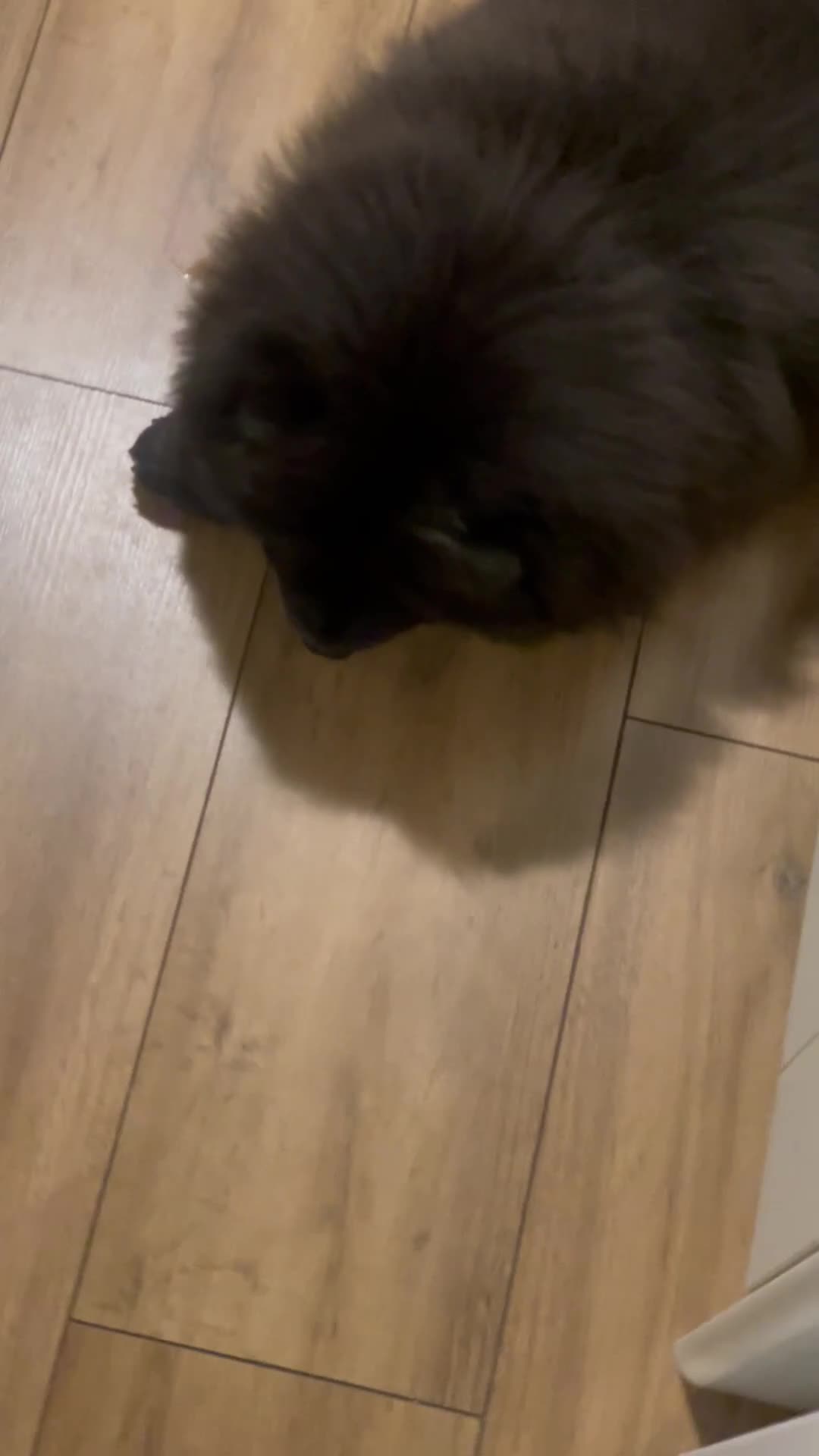 Chow Chow dogs for sale: Beautiful 1 Year Old Female ChowChow–Fully Trained - Video 1