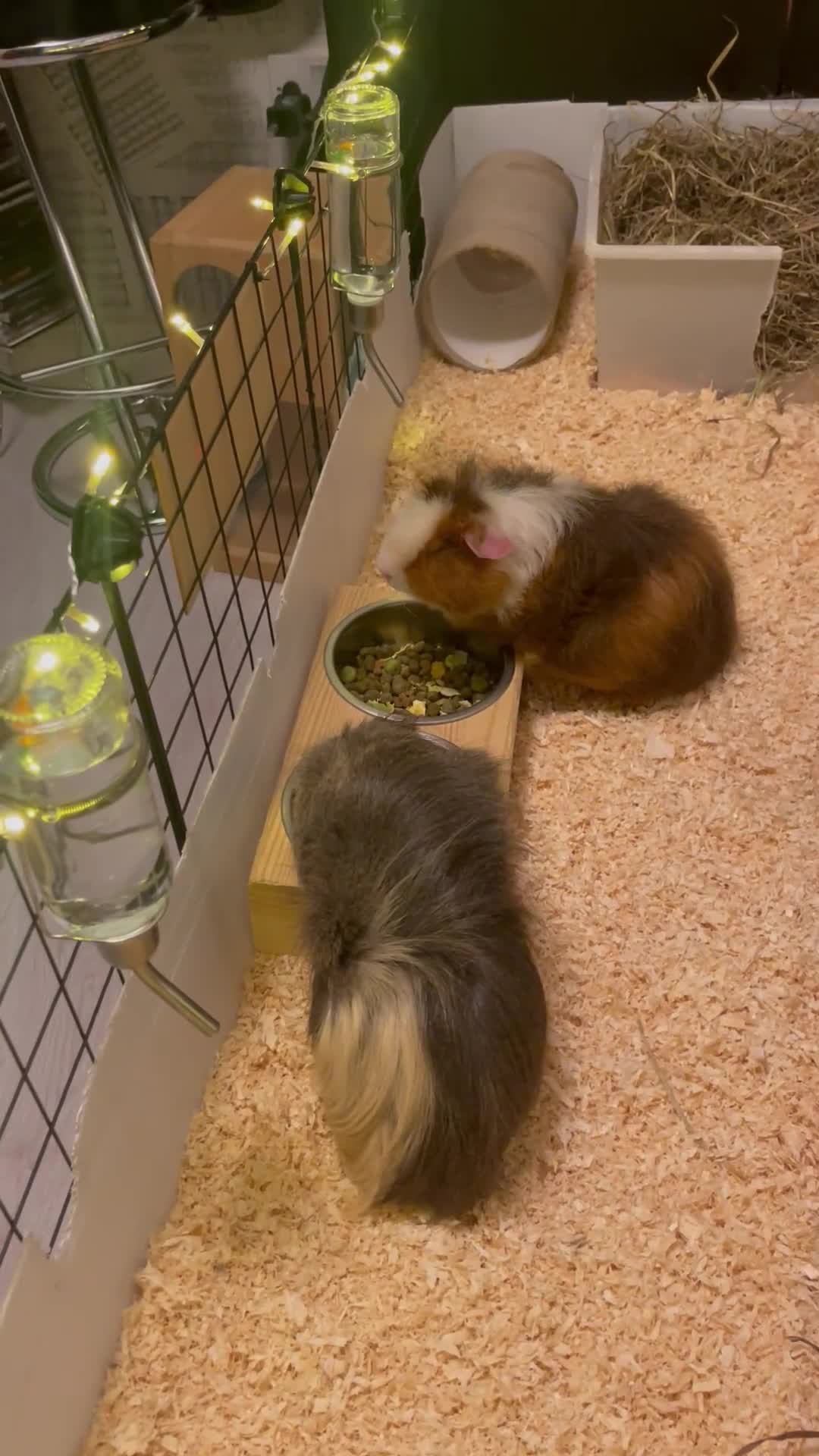 Guinea Pig rodents for sale: Two male guinea pigs with full set up and extras - Video 2