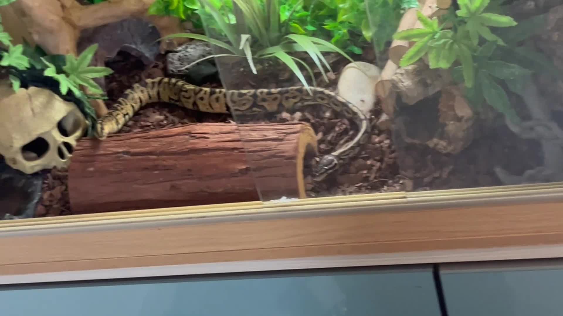 Python Snake reptiles for sale: Mr CA$Hly🐍 (trained snake with bundle)  - Video 1