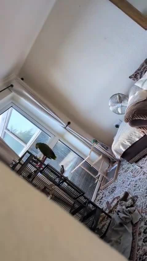 Parrots birds for sale: Blue fronted Amazon parrot - Video 4