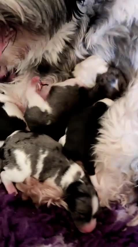 Biewer Terrier dogs for sale: ✨ Stunning Biewer & Merle Yorkies – Ready Apr 25 ✨ - Video 1