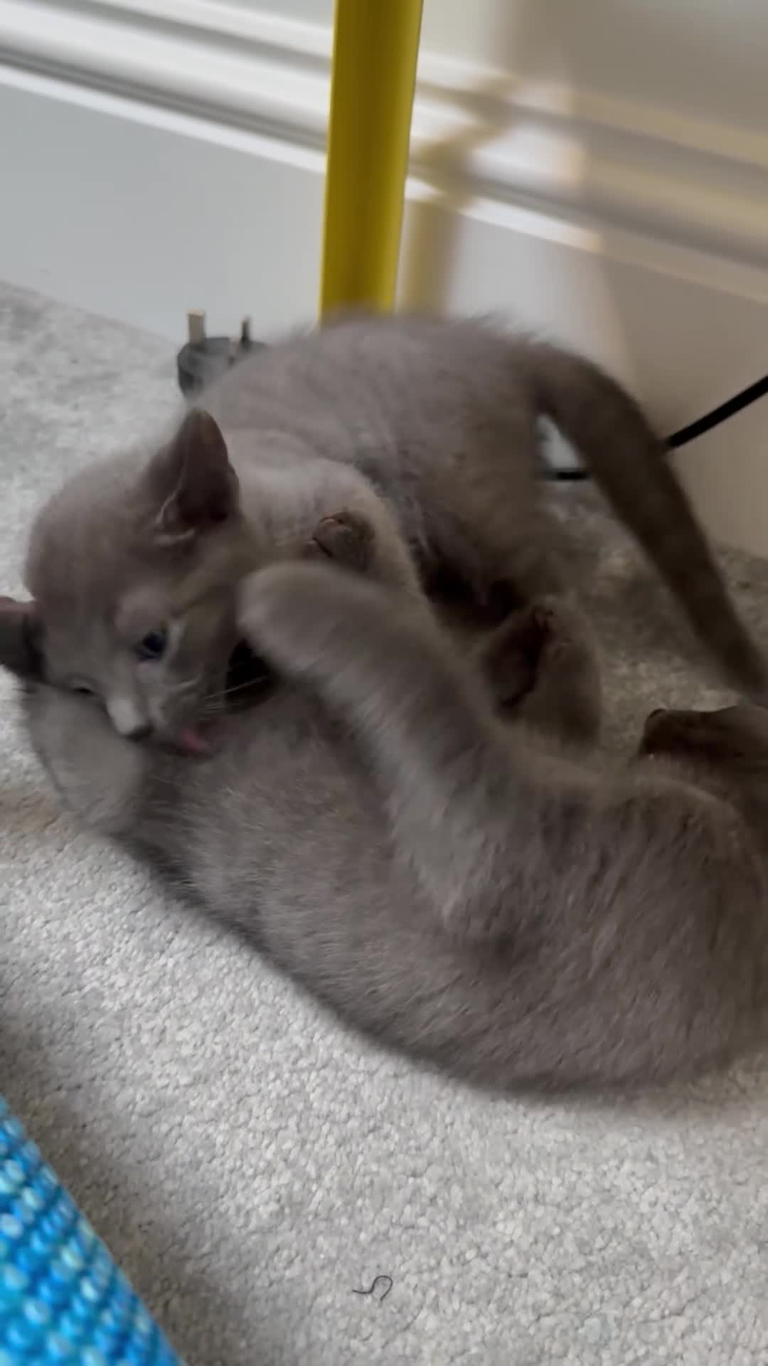 Russian Blue cats for sale: Russian blue kittens  - Video 2