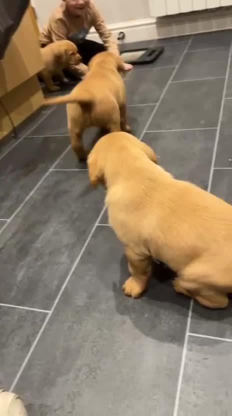 Labrador Retriever dogs for sale: Chunky red lab pups - Video 2