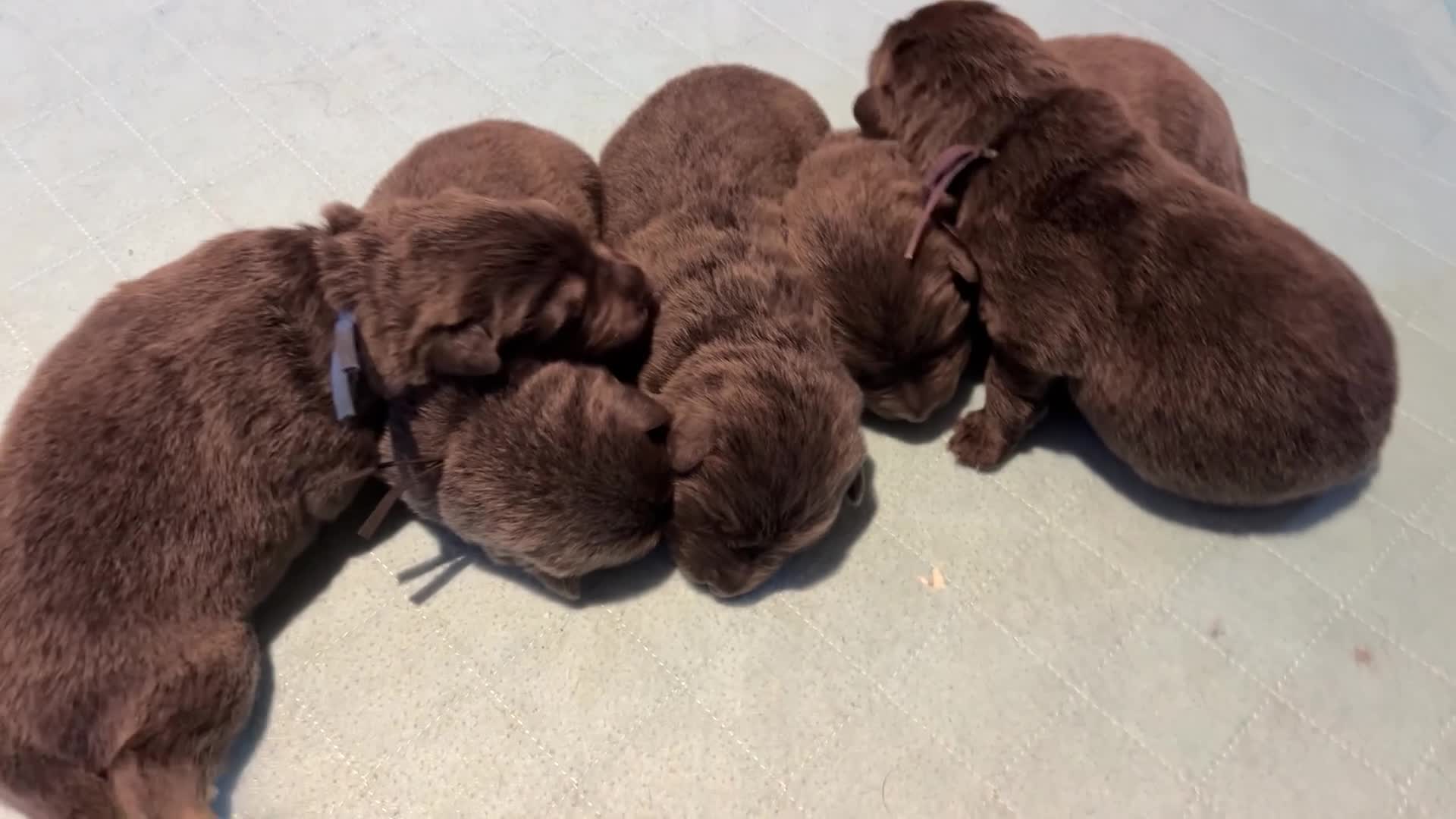 German Shepherd dogs for sale: German shepherd puppies ready 10 April 2026 - Video 1