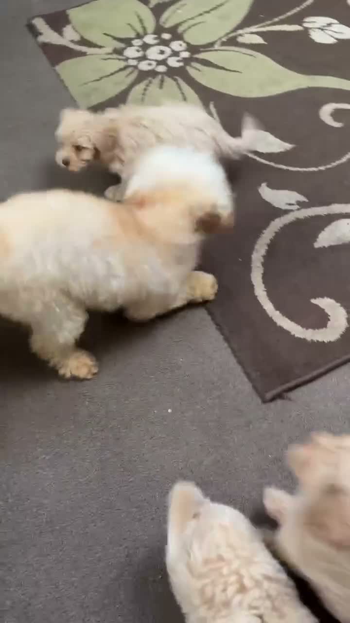 Poochon dogs for sale: Beautiful Teddy Bear Poochon Puppies  - Video 1