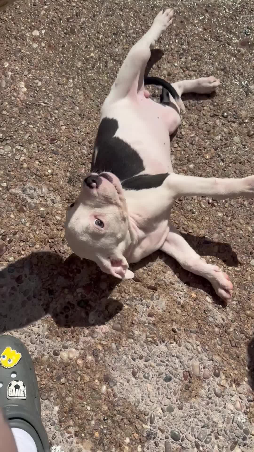 Staffordshire Bull Terrier dogs for sale: Female staffy for sale  - Video 1