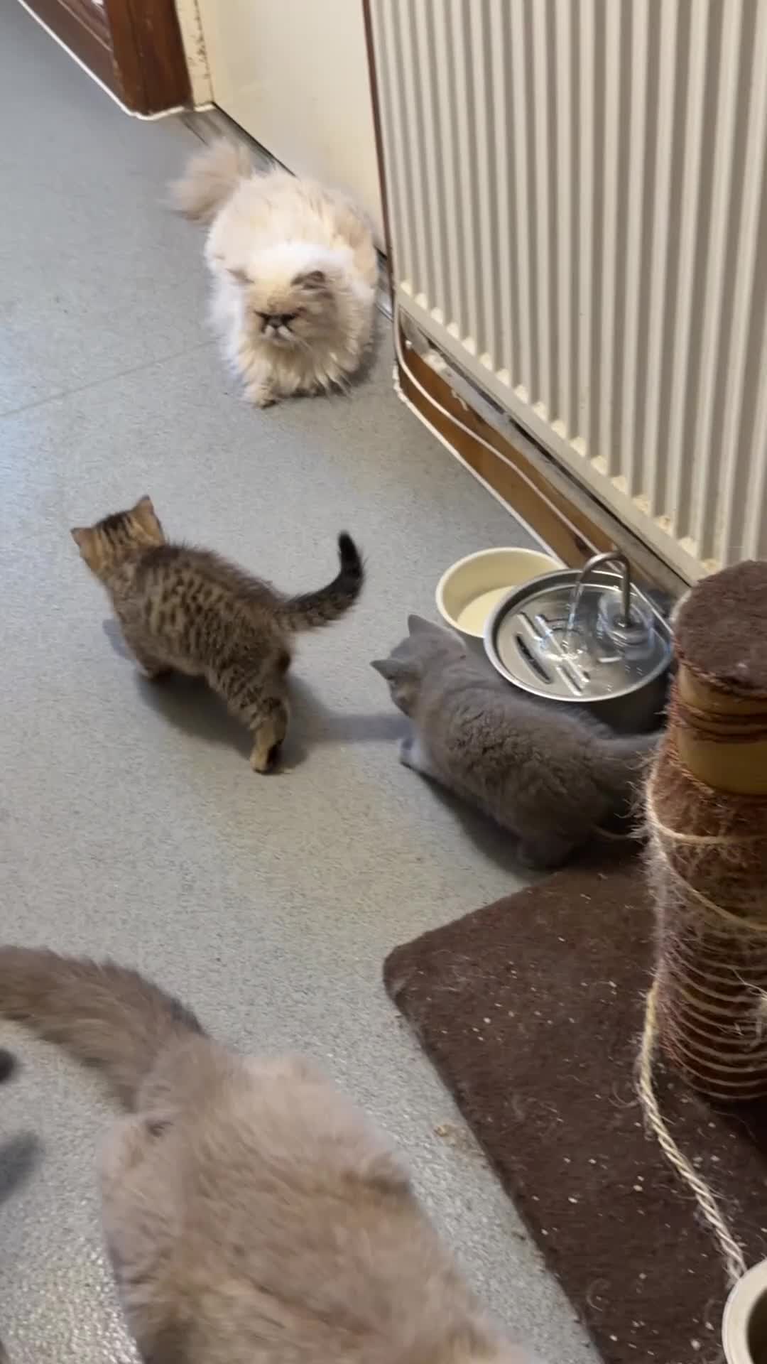British Shorthair cats for sale: 2 left REDUCED PRICE ready now BSH mix   - Video 2