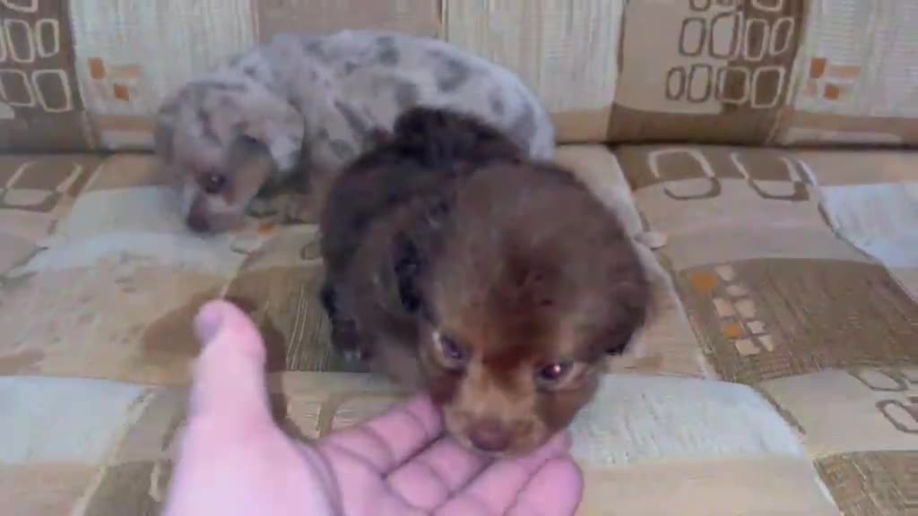 Jack Russell dogs for sale: Jack Russell - Video 1