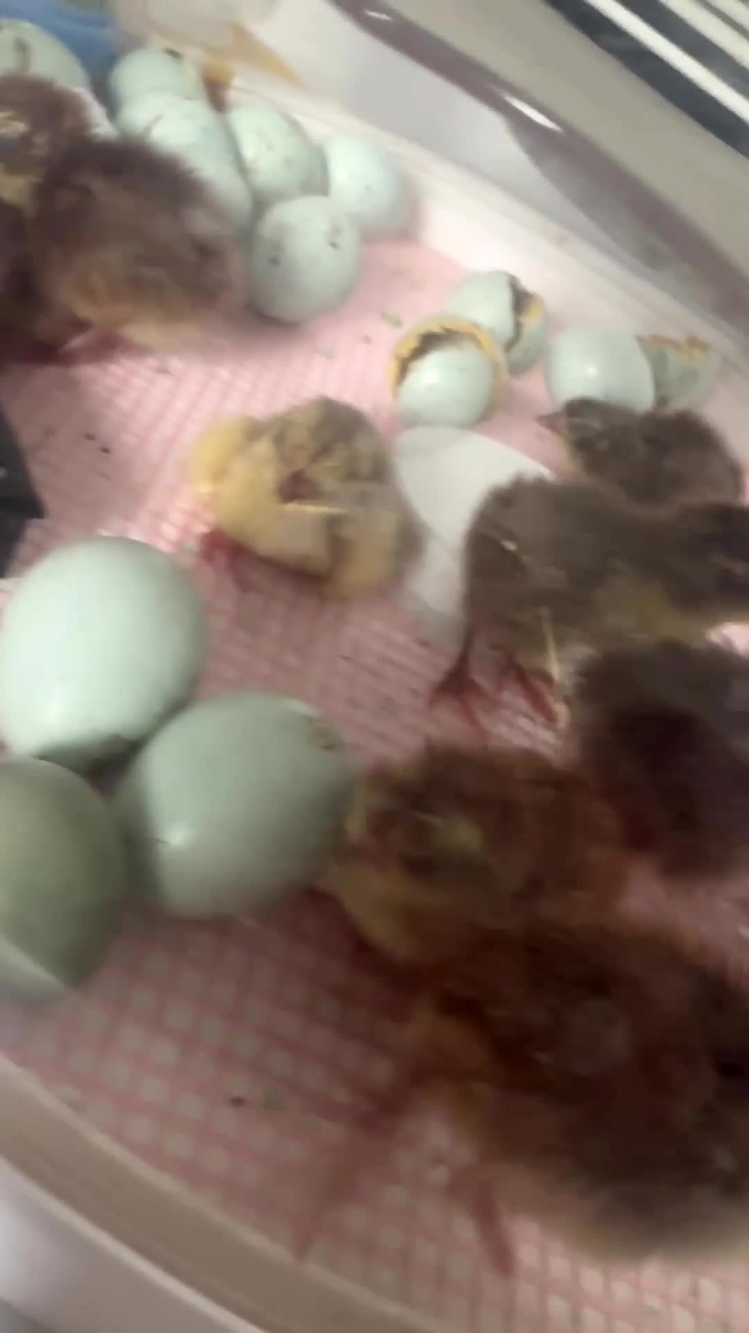 Mixed Breed birds for sale: Day old quail chick  - Video 1